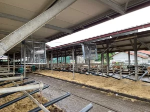 Smart barn cooling with BKF basket fan in resting areas