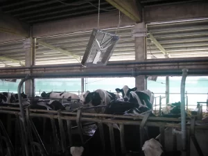 Better air quality in milking parlors with circulation fans