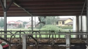Air circulation fans for calf pens and youngstock shelters