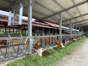 BKF basket fan for efficient air circulation in cow barns