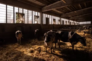 Estrattore a cono per migliorare il comfort climatico