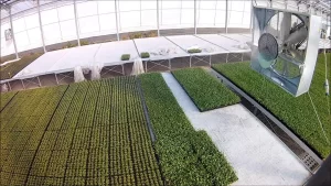 Cooling greenhouses with EOR air circulation fans