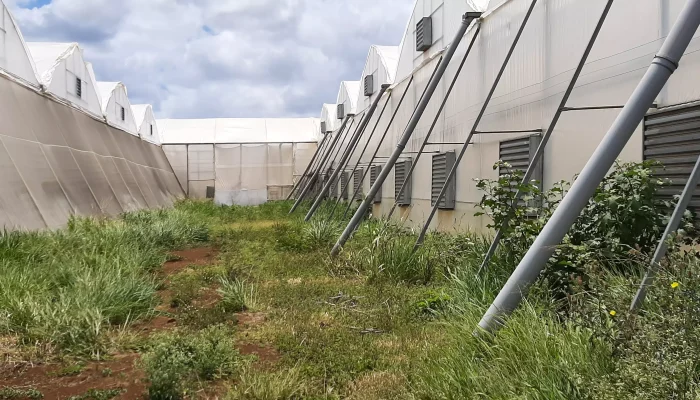 Serranda di ripresa d’aria motorizzata per ambienti agricoli